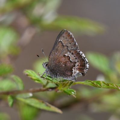 Moss's Elfin: Callophrys mossii