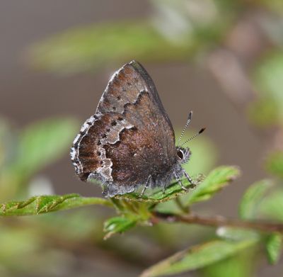 Moss's Elfin: Callophrys mossii