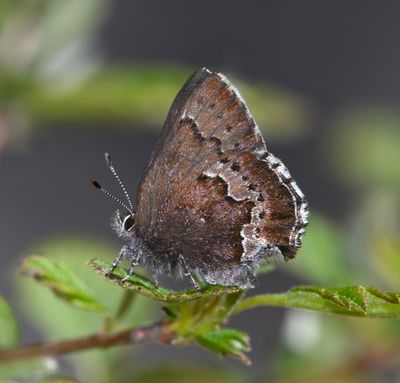 Moss's Elfin: Callophrys mossii