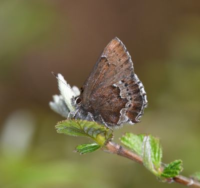 Moss's Elfin: Callophrys mossii