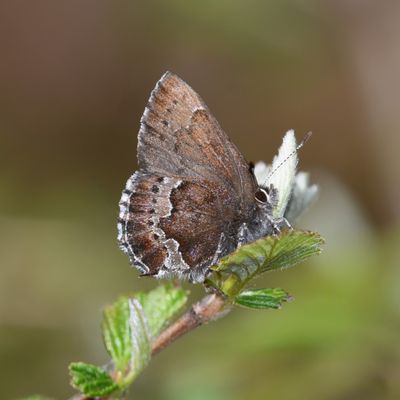Moss's Elfin: Callophrys mossii