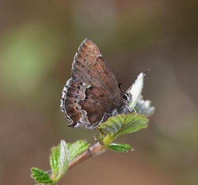 Moss's Elfin: Callophrys mossii
