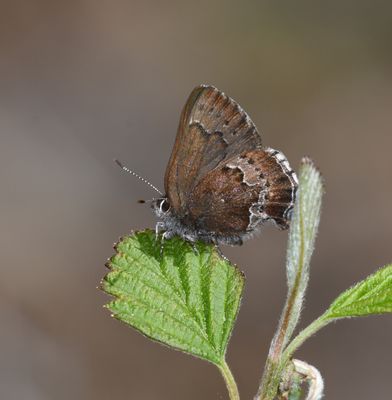 Moss's Elfin: Callophrys mossii