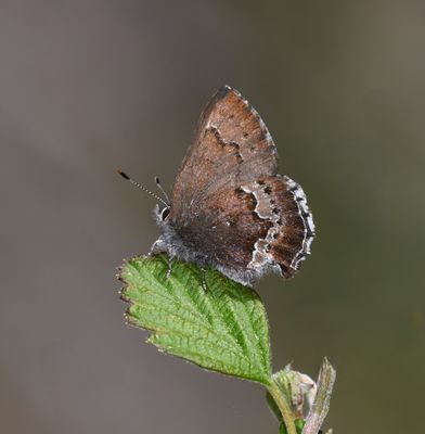 Moss's Elfin: Callophrys mossii