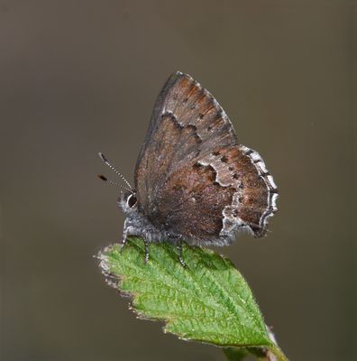 Moss's Elfin: Callophrys mossii