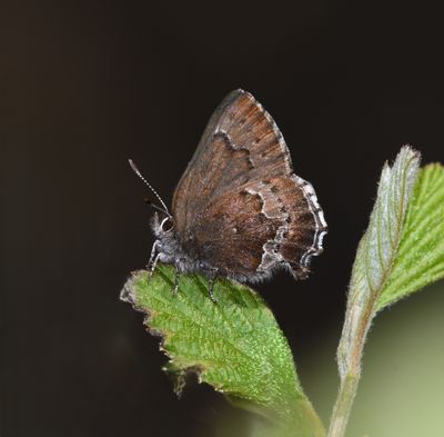 Moss's Elfin: Callophrys mossii