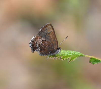 Moss's Elfin: Callophrys mossii