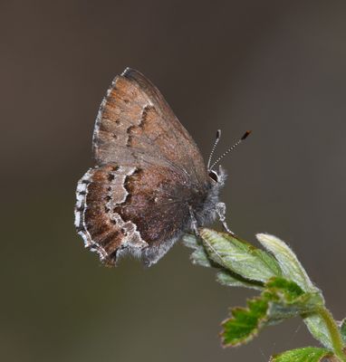 Moss's Elfin: Callophrys mossii