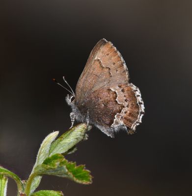 Moss's Elfin: Callophrys mossii