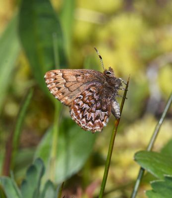 Western Pine Elfin: Callophrys eryphon