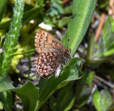Western Pine Elfin: Callophrys eryphon