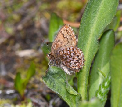 Western Pine Elfin: Callophrys eryphon