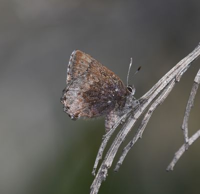 Hoary Elfin: Callophrys polios