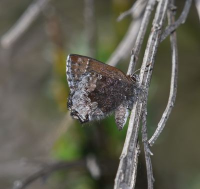 Hoary Elfin: Callophrys polios