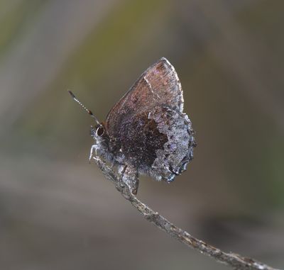 Hoary Elfin: Callophrys polios