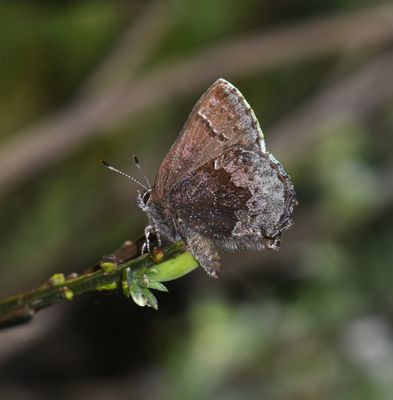 Hoary Elfin: Callophrys polios