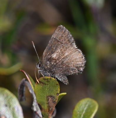 Hoary Elfin: Callophrys polios