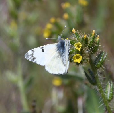 Large Marble: Euchloe ausonides