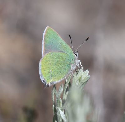 Sheridan's Green Elfin: Callophrys sheridanii