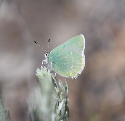 Sheridan's Green Elfin: Callophrys sheridanii