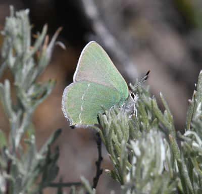 Sheridan's Green Elfin: Callophrys sheridanii
