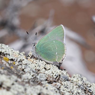 Sheridan's Green Elfin: Callophrys sheridanii