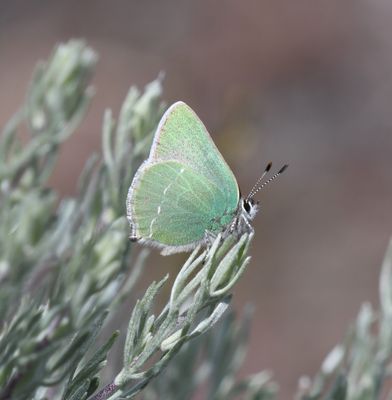 Sheridan's Green Elfin: Callophrys sheridanii
