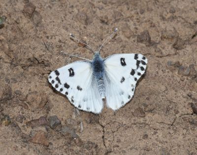 Becker's White: Pontia beckerii