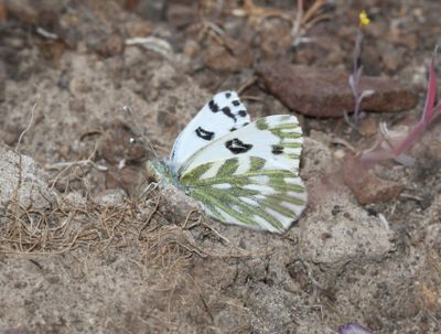 Becker's White: Pontia beckerii