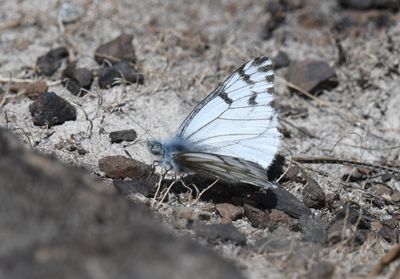 Spring White: Pontia sisymbrii