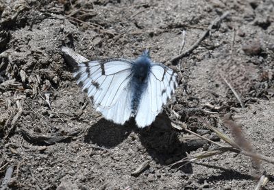 Spring White: Pontia sisymbrii