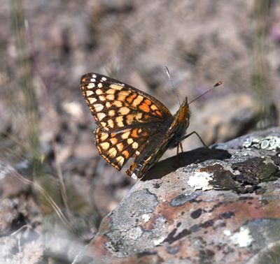 Sagebrush Northern Checkerspot: Chlosyne palla sterope