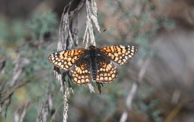 Sagebrush Northern Checkerspot: Chlosyne palla sterope