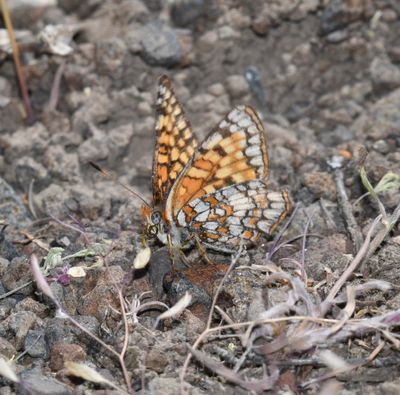 Sagebrush Northern Checkerspot: Chlosyne palla sterope