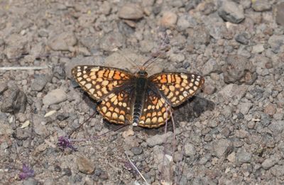 Sagebrush Northern Checkerspot: Chlosyne palla sterope