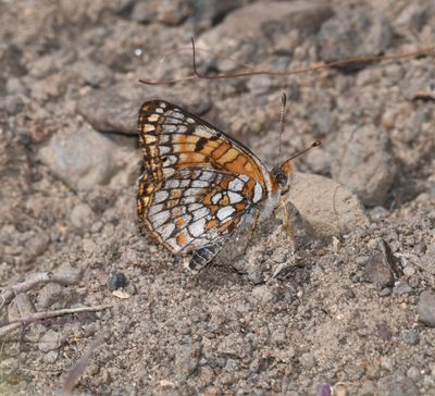 Sagebrush Northern Checkerspot: Chlosyne palla sterope