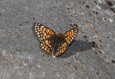 Sagebrush Northern Checkerspot: Chlosyne palla sterope