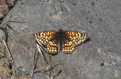 Sagebrush Northern Checkerspot: Chlosyne palla sterope