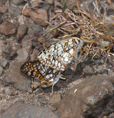 Sagebrush Northern Checkerspot: Chlosyne palla sterope