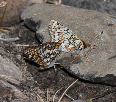Sagebrush Northern Checkerspot: Chlosyne palla sterope
