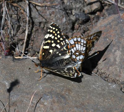 Sagebrush Northern Checkerspot: Chlosyne palla sterope