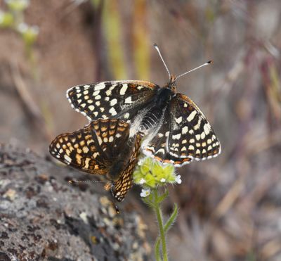 Sagebrush Northern Checkerspot: Chlosyne palla sterope