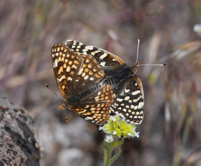 Sagebrush Northern Checkerspot: Chlosyne palla sterope
