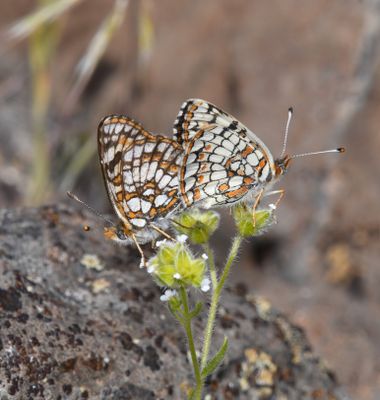 Sagebrush Northern Checkerspot: Chlosyne palla sterope