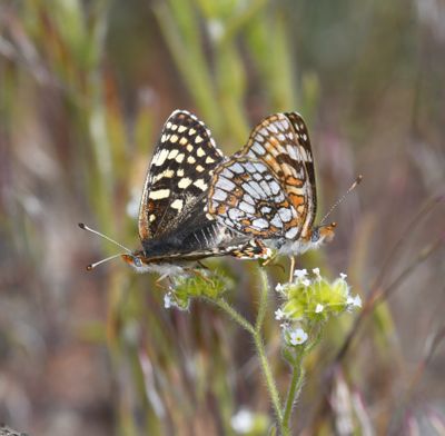 Sagebrush Northern Checkerspot: Chlosyne palla sterope