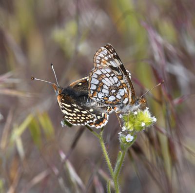 Sagebrush Northern Checkerspot: Chlosyne palla sterope
