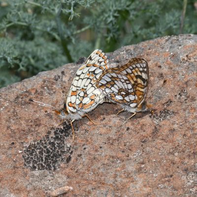 Sagebrush Northern Checkerspot: Chlosyne palla sterope