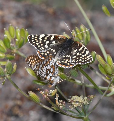 Sagebrush Northern Checkerspot: Chlosyne palla sterope