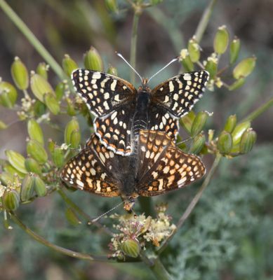 Sagebrush Northern Checkerspot: Chlosyne palla sterope