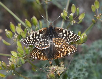 Sagebrush Northern Checkerspot: Chlosyne palla sterope